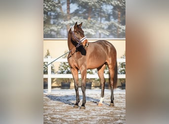 KWPN, Caballo castrado, 3 años, 165 cm, Castaño