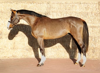 KWPN, Caballo castrado, 3 años, 165 cm, Castaño