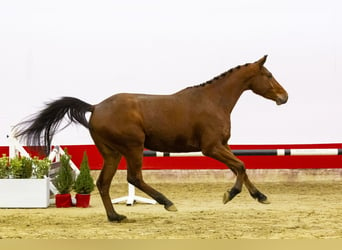 KWPN, Caballo castrado, 3 años, 165 cm, Castaño