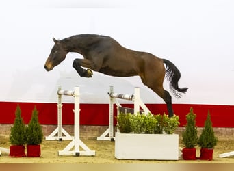 KWPN, Caballo castrado, 3 años, 165 cm, Castaño