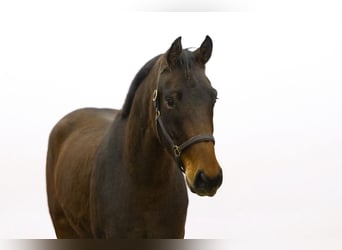 KWPN, Caballo castrado, 3 años, 165 cm, Castaño