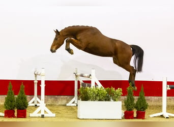 KWPN, Caballo castrado, 3 años, 165 cm, Castaño