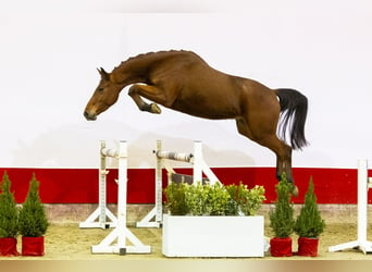 KWPN, Caballo castrado, 3 años, 165 cm, Castaño