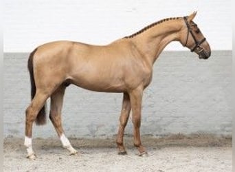 KWPN, Caballo castrado, 3 años, 165 cm, Castaño claro