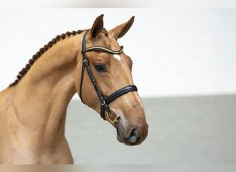 KWPN, Caballo castrado, 3 años, 165 cm, Castaño claro