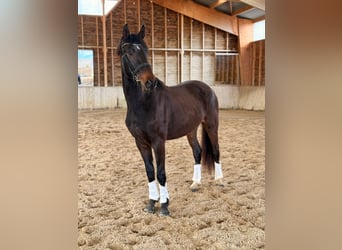 KWPN, Caballo castrado, 3 años, 165 cm, Castaño oscuro