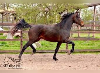 KWPN, Caballo castrado, 3 años, 165 cm, Castaño oscuro