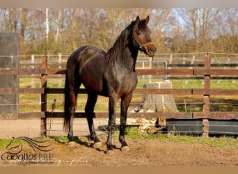 KWPN, Caballo castrado, 3 años, 165 cm, Castaño oscuro