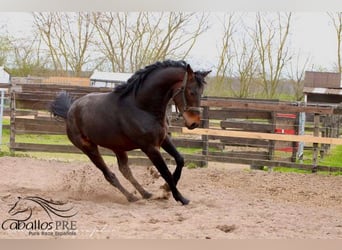 KWPN, Caballo castrado, 3 años, 165 cm, Castaño oscuro