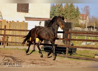 KWPN, Caballo castrado, 3 años, 165 cm, Castaño oscuro