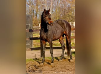KWPN, Caballo castrado, 3 años, 165 cm, Castaño oscuro