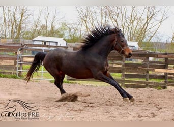 KWPN, Caballo castrado, 3 años, 165 cm, Castaño oscuro