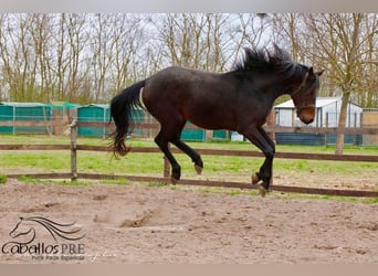 KWPN, Caballo castrado, 3 años, 165 cm, Castaño oscuro