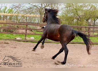 KWPN, Caballo castrado, 3 años, 165 cm, Castaño oscuro