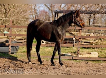 KWPN, Caballo castrado, 3 años, 165 cm, Castaño oscuro