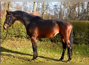 KWPN, Caballo castrado, 3 años, 165 cm, Castaño oscuro