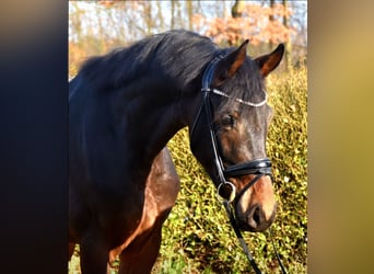 KWPN, Caballo castrado, 3 años, 165 cm, Castaño oscuro