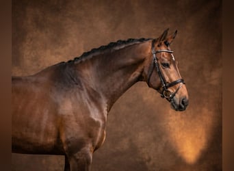 KWPN, Caballo castrado, 3 años, 165 cm, Castaño rojizo