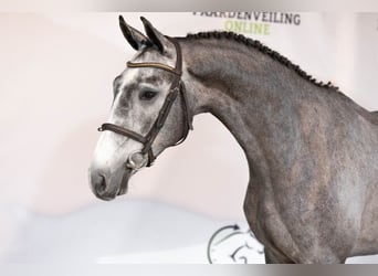 KWPN, Caballo castrado, 3 años, 165 cm, Tordo