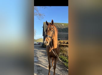 KWPN, Caballo castrado, 3 años, 166 cm, Alazán