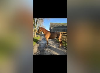 KWPN, Caballo castrado, 3 años, 166 cm, Alazán