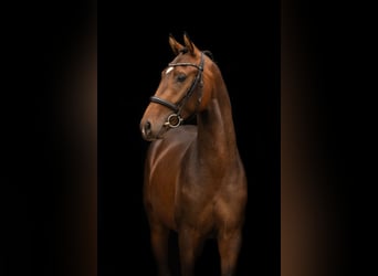 KWPN, Caballo castrado, 3 años, 166 cm, Castaño