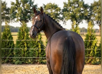 KWPN, Caballo castrado, 3 años, 166 cm, Castaño