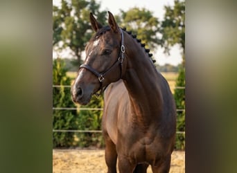 KWPN, Caballo castrado, 3 años, 166 cm, Castaño