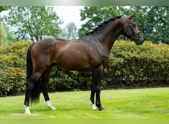 KWPN, Caballo castrado, 3 años, 166 cm, Castaño oscuro