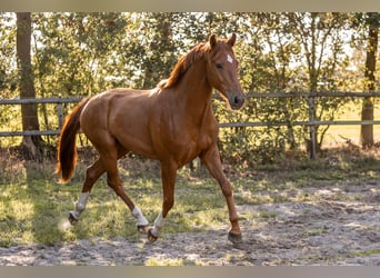 KWPN, Caballo castrado, 3 años, 167 cm, Alazán