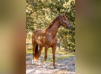 KWPN, Caballo castrado, 3 años, 167 cm, Alazán