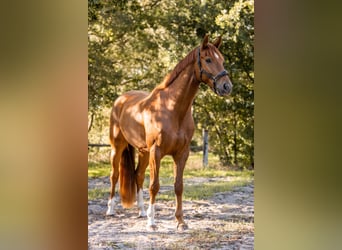 KWPN, Caballo castrado, 3 años, 167 cm, Alazán