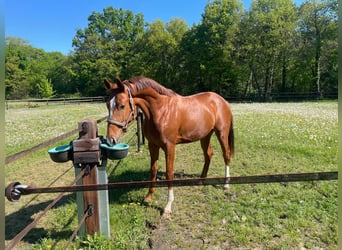 KWPN, Caballo castrado, 3 años, 167 cm, Alazán