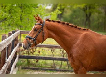KWPN, Caballo castrado, 3 años, 167 cm, Alazán