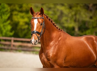 KWPN, Caballo castrado, 3 años, 167 cm, Alazán