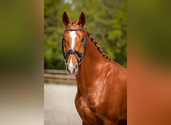 KWPN, Caballo castrado, 3 años, 167 cm, Alazán