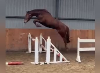 KWPN, Caballo castrado, 3 años, 167 cm, Alazán-tostado