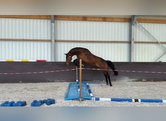 KWPN, Caballo castrado, 3 años, 167 cm, Castaño