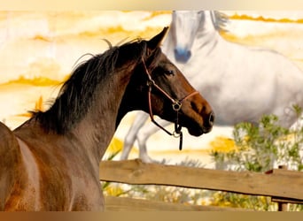 KWPN, Caballo castrado, 3 años, 167 cm, Castaño