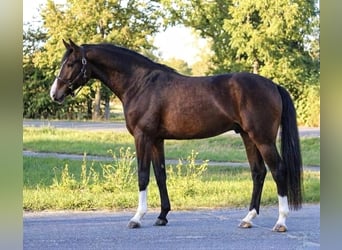 KWPN, Caballo castrado, 3 años, 167 cm, Castaño