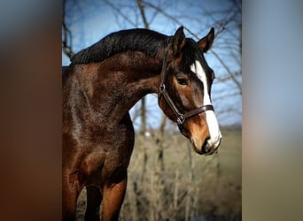 KWPN, Caballo castrado, 3 años, 167 cm, Castaño