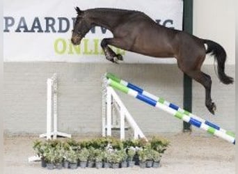 KWPN, Caballo castrado, 3 años, 167 cm, Castaño