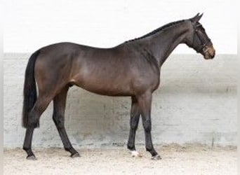 KWPN, Caballo castrado, 3 años, 167 cm, Castaño