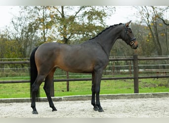 KWPN, Caballo castrado, 3 años, 167 cm, Castaño oscuro