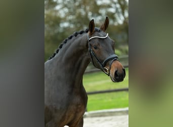 KWPN, Caballo castrado, 3 años, 167 cm, Castaño oscuro