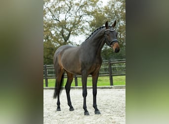 KWPN, Caballo castrado, 3 años, 167 cm, Castaño oscuro