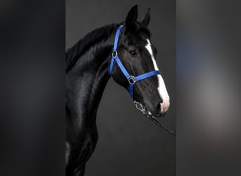KWPN, Caballo castrado, 3 años, 167 cm, Negro