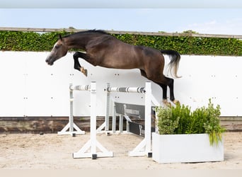 KWPN, Caballo castrado, 3 años, 167 cm, Tordo