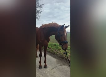 KWPN, Caballo castrado, 3 años, 168 cm, Alazán