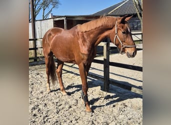 KWPN, Caballo castrado, 3 años, 168 cm, Alazán